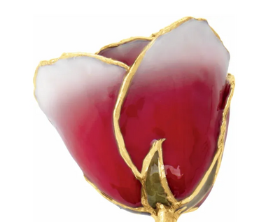 Lacquered Frozen White & Red Rose with 24K Gold Trim