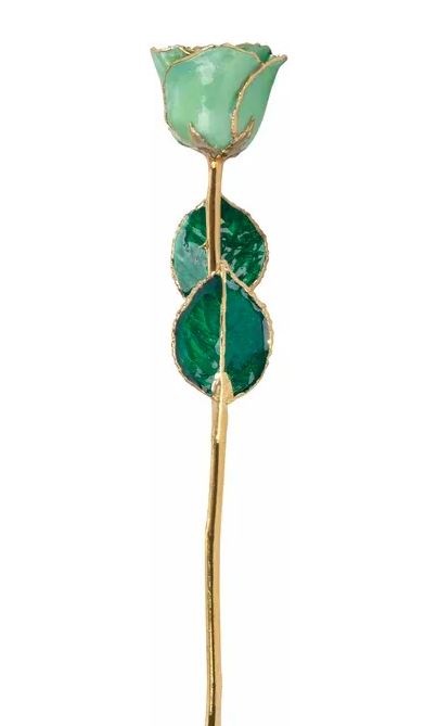 Peridot Colored Rose with 24K Gold Trim