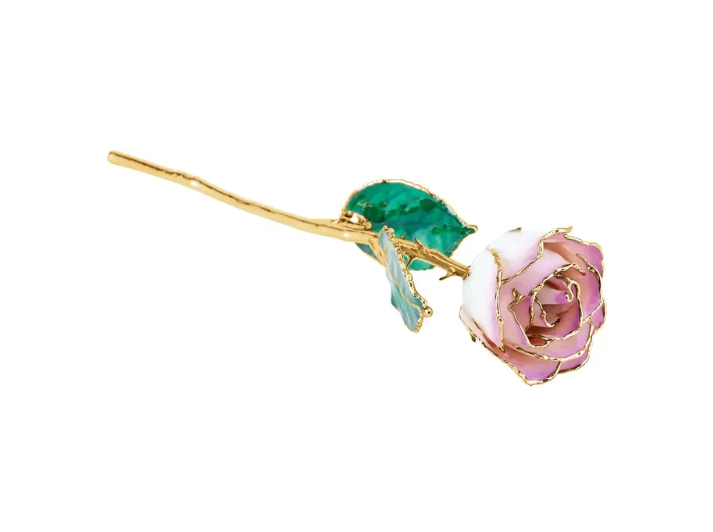 Lacquered Cream Picasso Rose with 24K Gold Trim